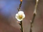 20070311-2-b.jpg