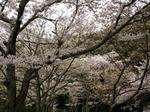 20070408-3-3.jpg
