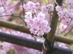 20070416-1-7.jpg
